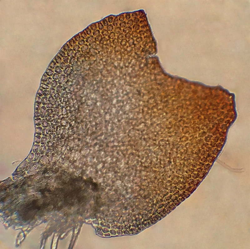 Barbilophozia sudetica
